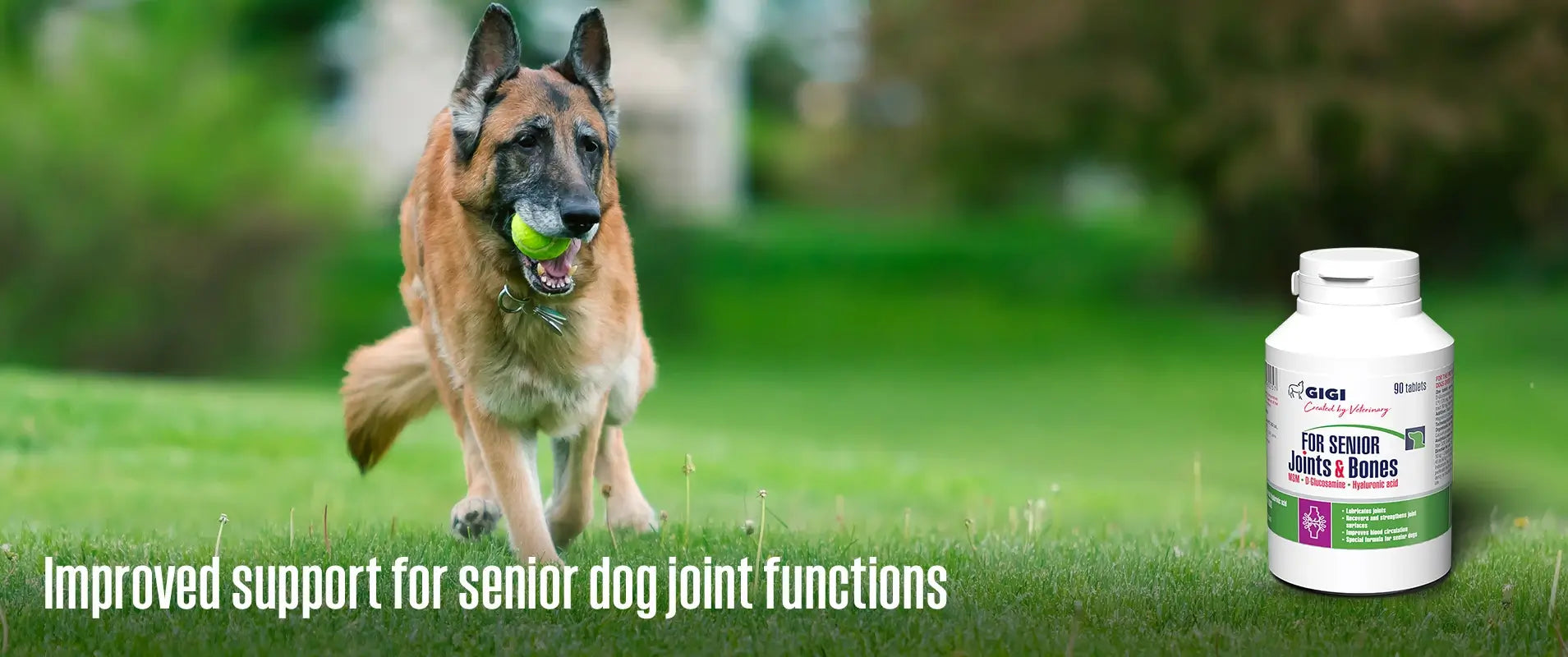 Joint supplement for senior dogs