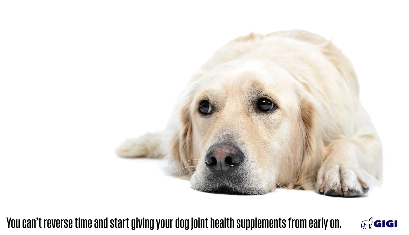 joint pain in dogs