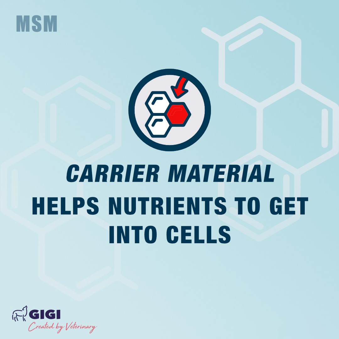 msm is used as carrier material for cells in dogs