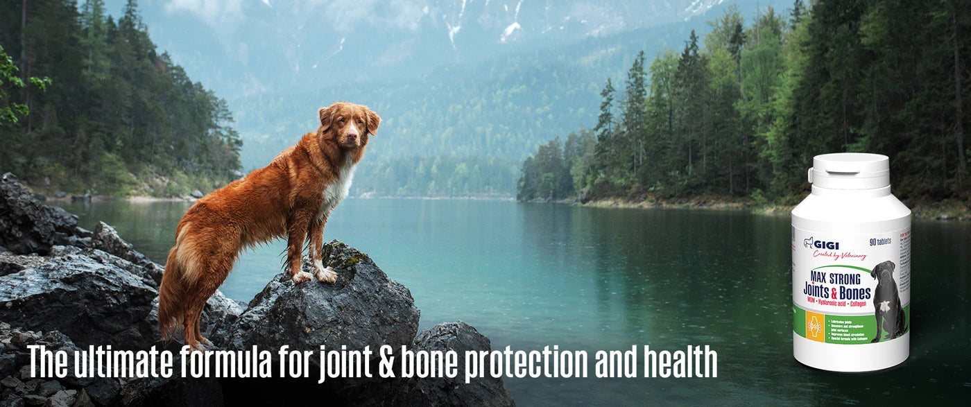 the best bone and joint supplement for dogs