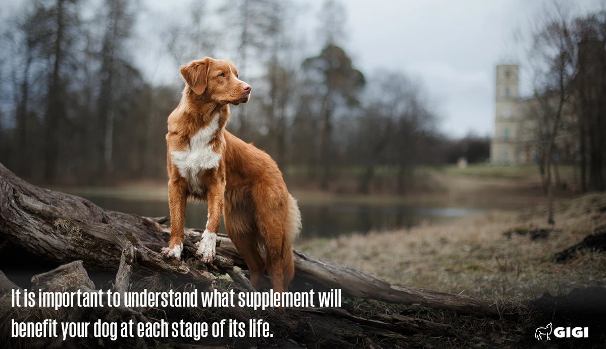 how to know when my dog needs joint supplements