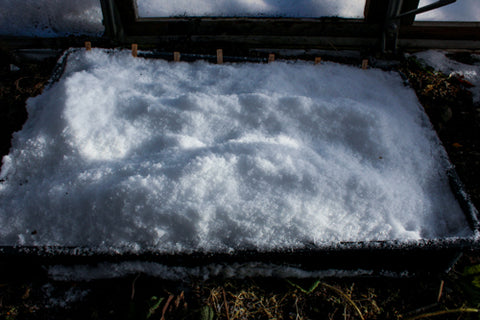 vintersådd med snö