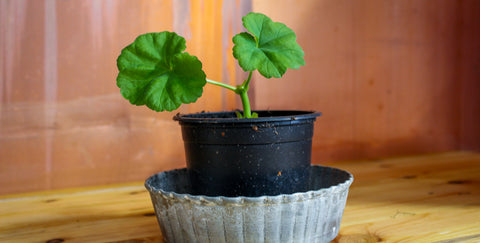 Pelargonstickling i kruka