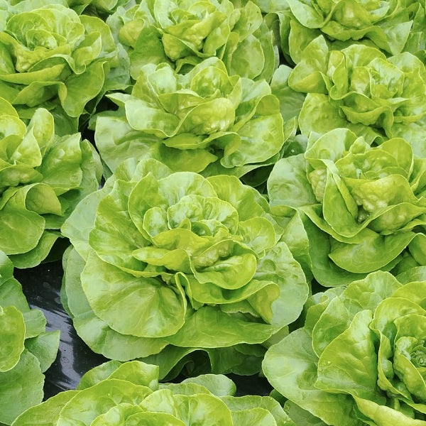 Chou vert frisé - Fruits et Légumes - EARL LALIMENT