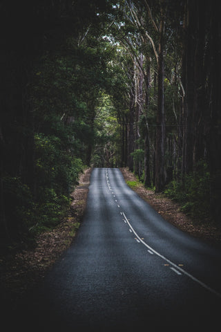 12 Most Beautiful Forests in the World - Treed Stories