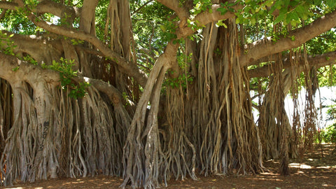 7 important trees that are sacred to India - Treed Stories