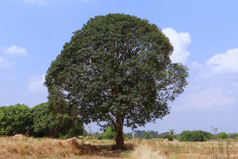 Which trees should you consider for a tree plantation drive in India? Treed Stories