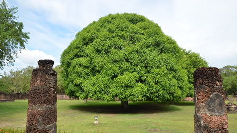 7 important trees that are sacred to India - Treed Stories