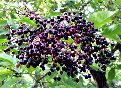 cluster of elderberries