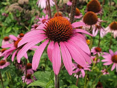 echinacea flower head