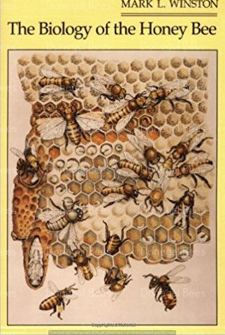 Anatomy Of A Honey Bee - Beginner's Guide Bee Professor