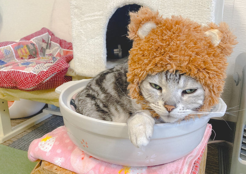 八戸最初の猫カフェ 本八戸駅通り ねこカフェ猫八 で癒しの時間を 内丸 はちまち