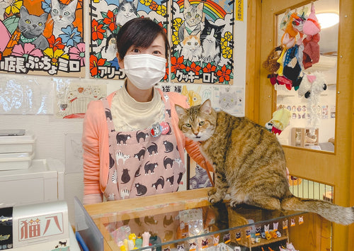八戸最初の猫カフェ 本八戸駅通り ねこカフェ猫八 で癒しの時間を 内丸 はちまち