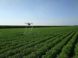 Agricultural crop spraying drone flying over sugarcane crop