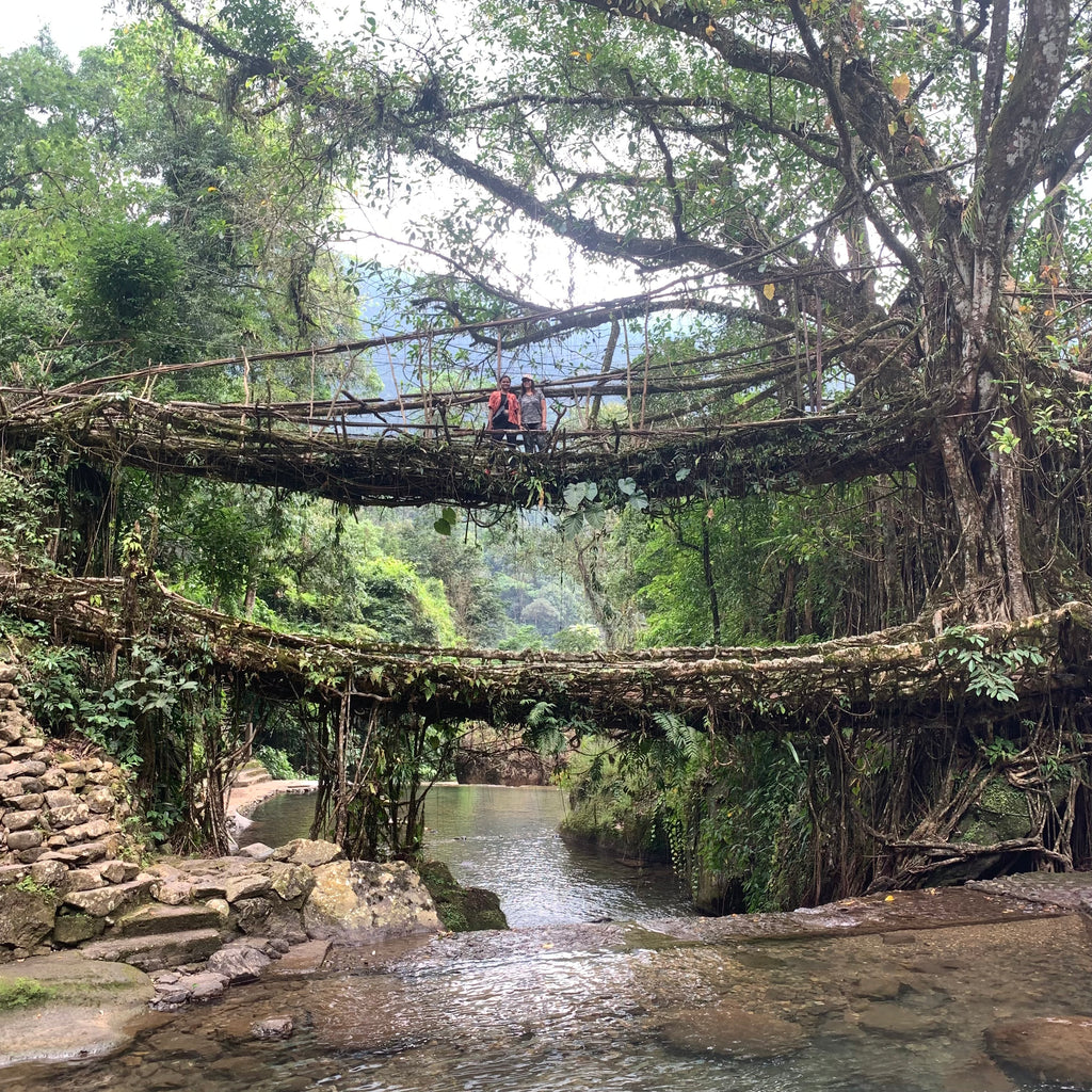 Double Decker Root Bridge