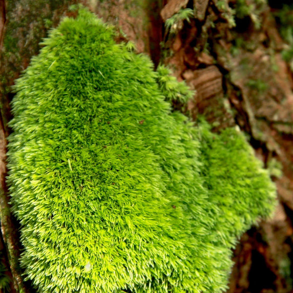 ホソバオキナゴケ 苔テラリウム コケリウム用生苔 苔むすび