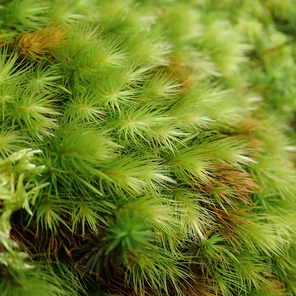 ヒノキゴケ 苔テラリウム コケリウム用生苔 苔むすび