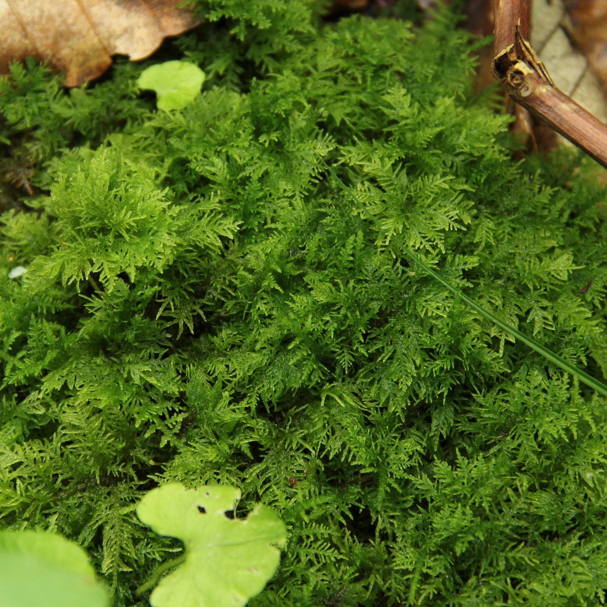 シノブゴケ 苔テラリウム コケリウム用生苔 苔むすび