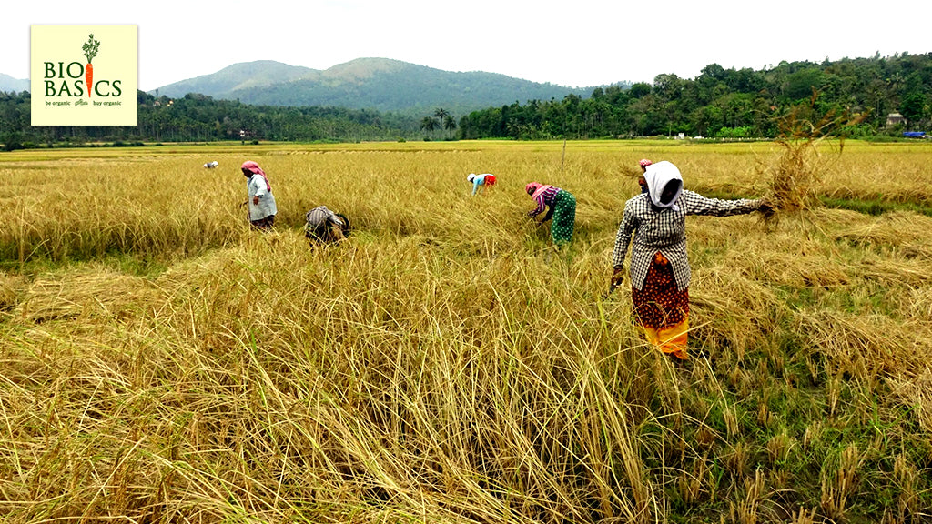 rice field harvest kerala