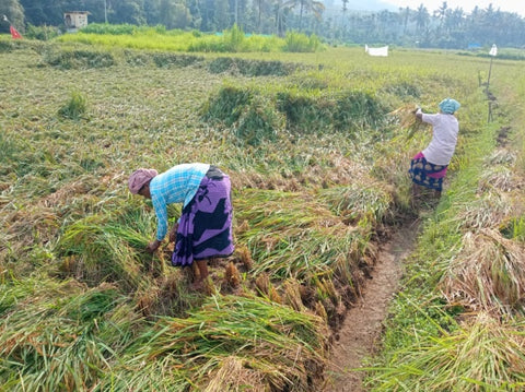 Rakthashali Rice Harvesting