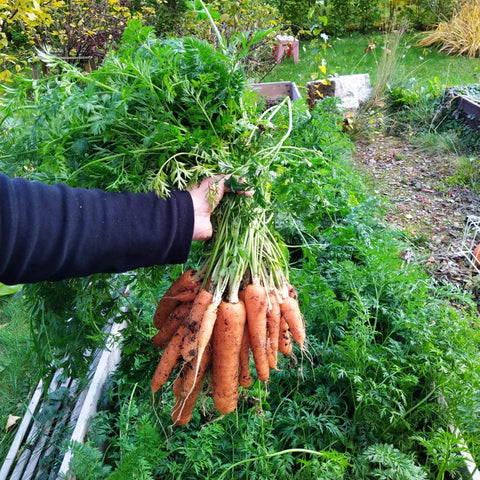 porkkana-kaura kasvosaippua raaka-aine