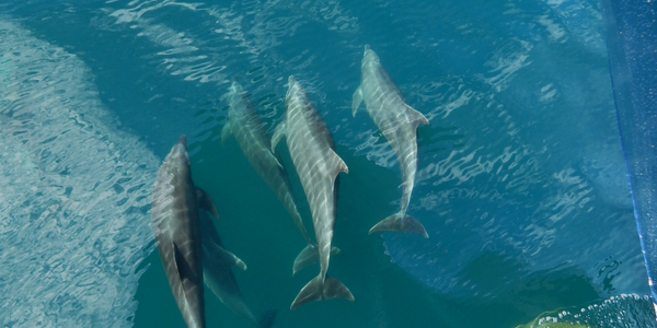 Dolphins riding the bow wave