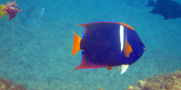 blue reef fish with orange fins and white stripe