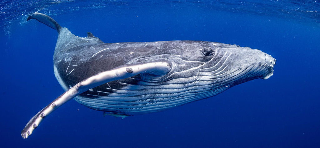 baleine-animal-spirituel