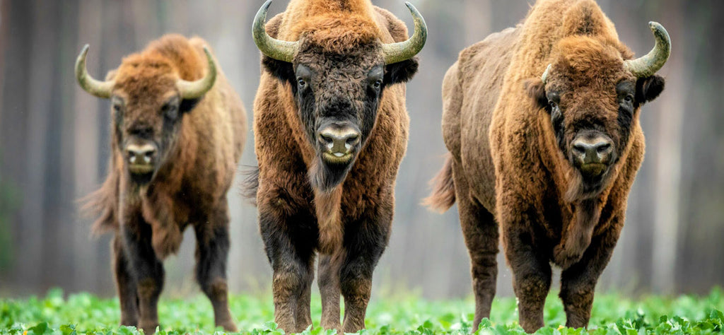 bison-animal-totem