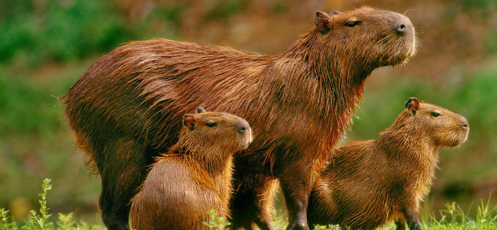 capybara animal totem