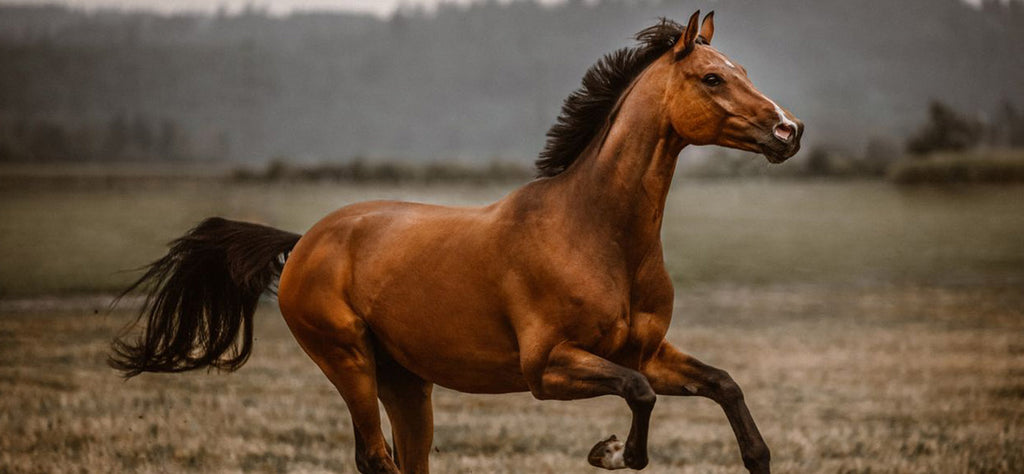 cheval-animal-spirituel