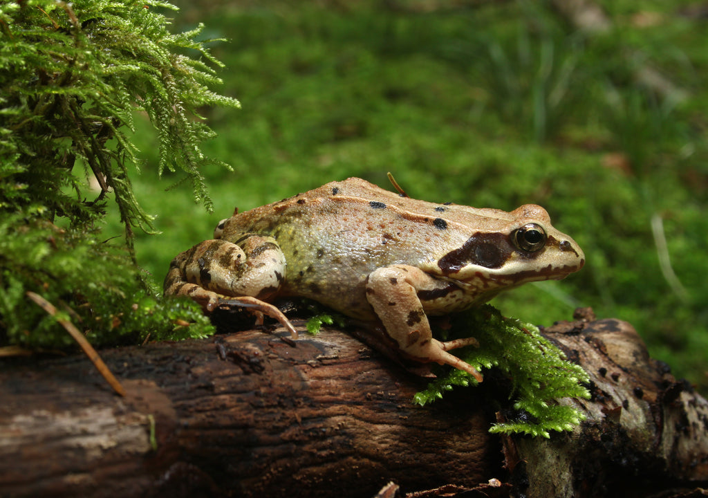 grenouille-animal-totem