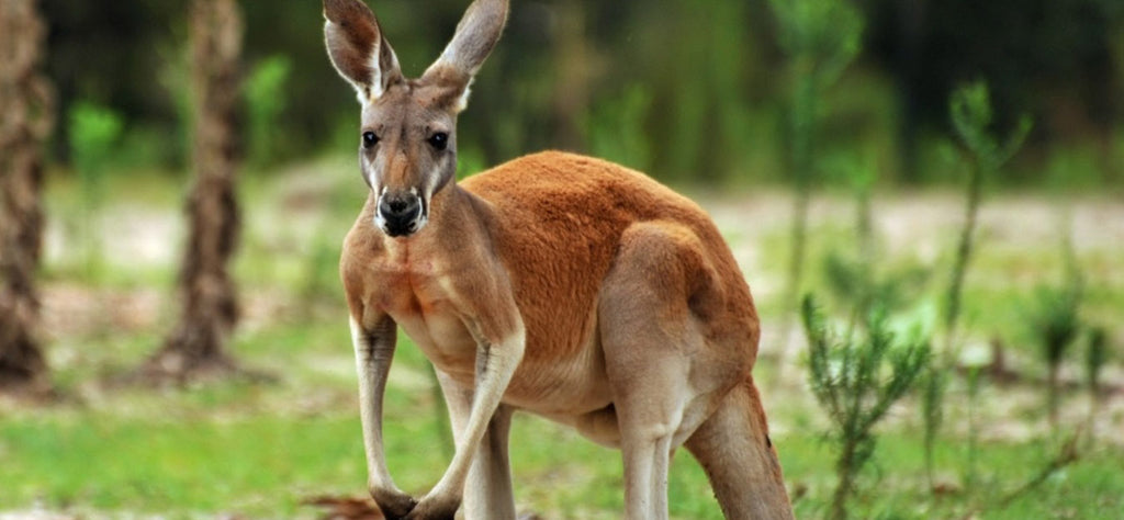 kangourou-animal-totem