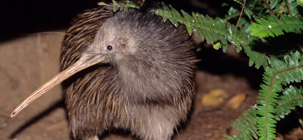 kiwi-animal-totem