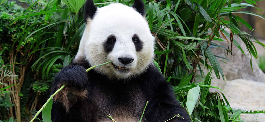 panda-animal-totem