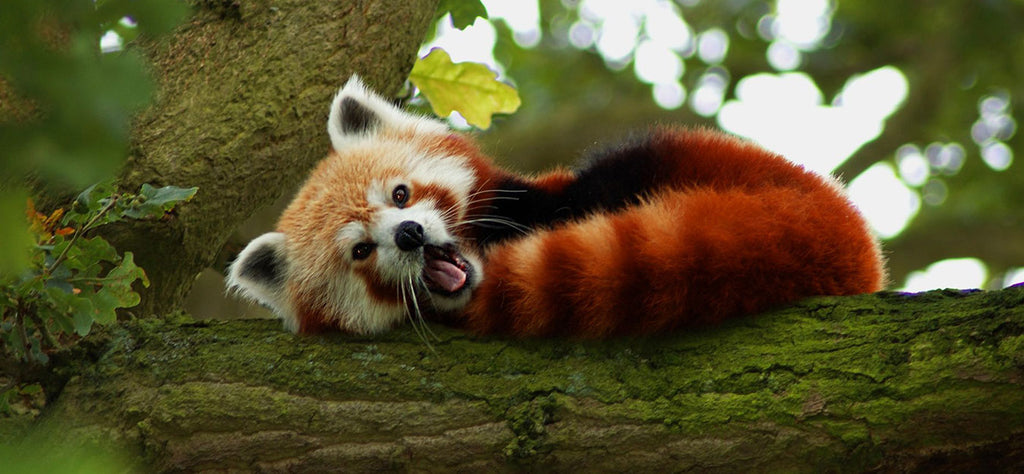 panda roux animal totem