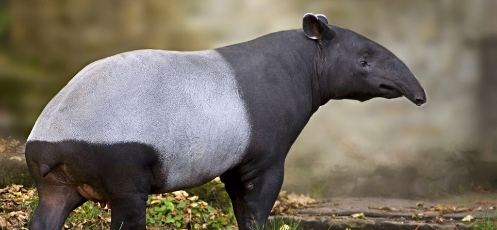 tapir-animal-totem