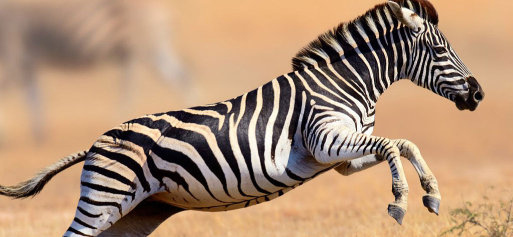 zebre-animal-totem