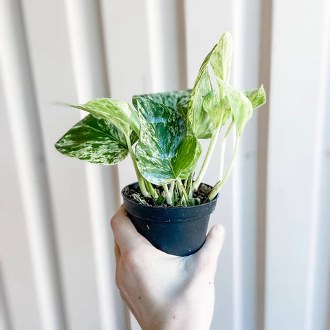 pothos plant as a gift