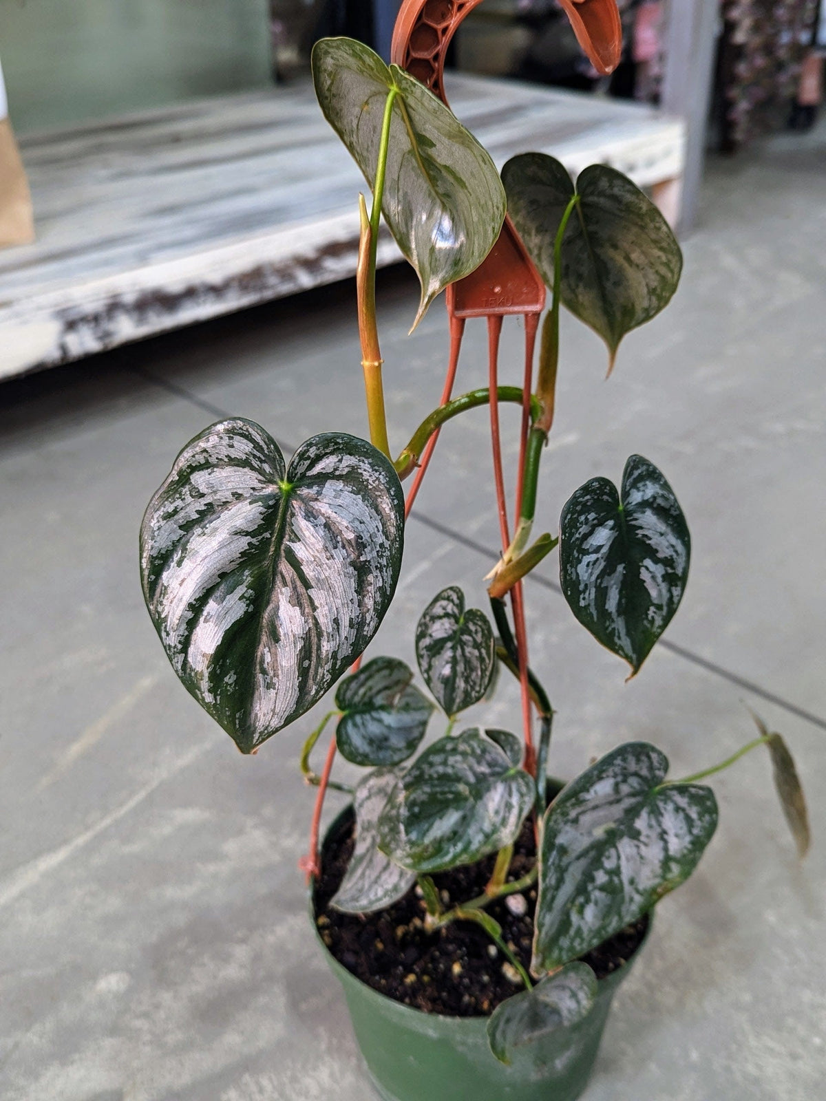 Philodendron brandtianum - Silver Leaf Philodendron — Paper Luxe