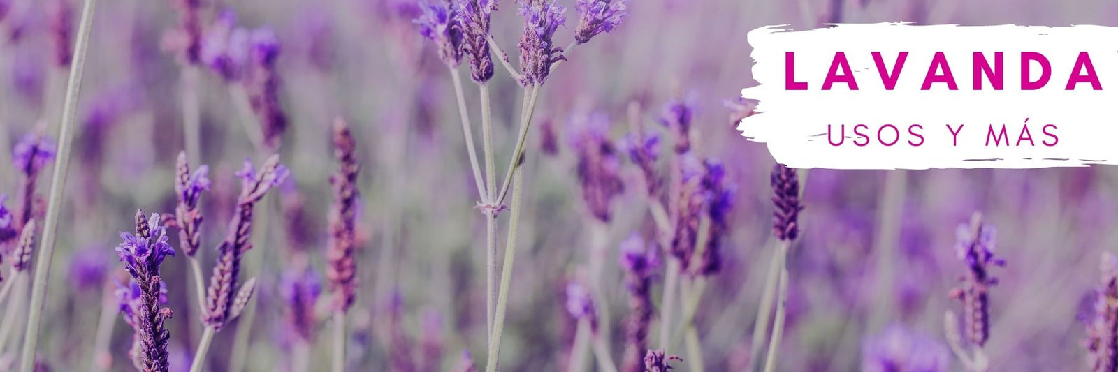 Lugares y beneficios de la Lavanda - Dicuore