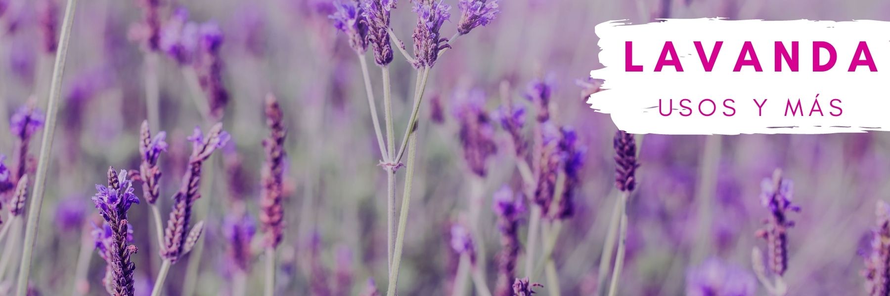 Mini Violeta su símbolo y lugares perfectos en el hogar - Dicuore