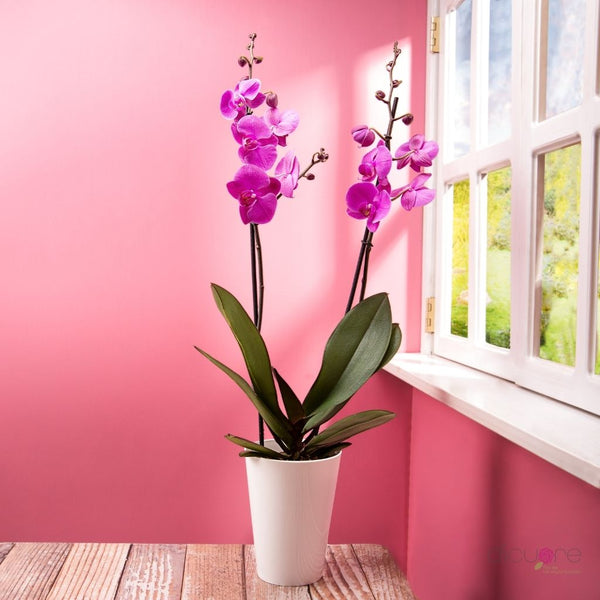 Venta y Precio de Orquídeas Premium a Domicilio - Dicuore