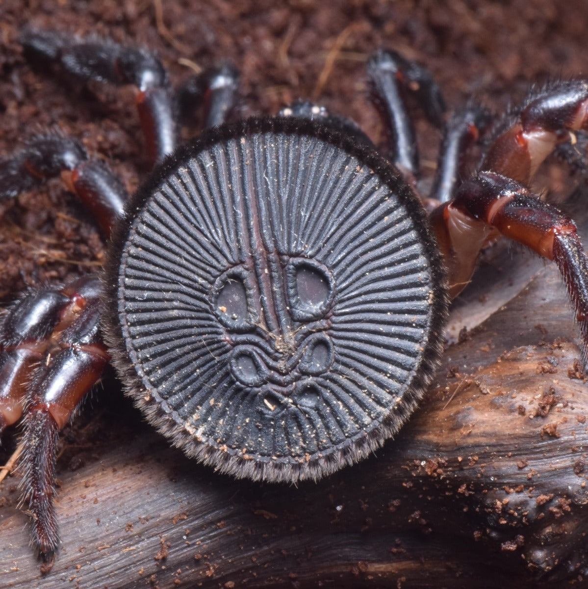 金錢活門蛛 Chinese Hourglass Spider Cyclocosmia Ricketti 森流 奇異植物、爬蟲、水族