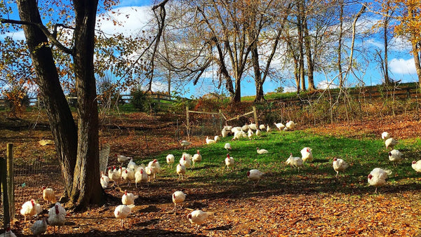 turkeys from Day Spring Farm 