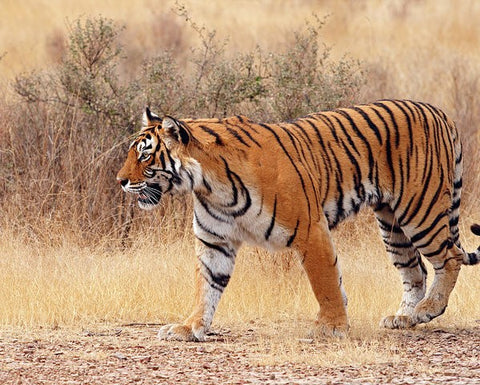 Bengal Tiger, Weird n' Wild Creatures Wiki
