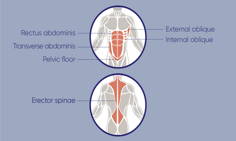 core muscles anatomy