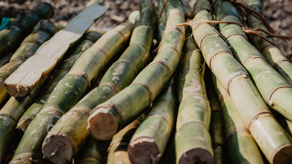 Sugarcane fiber production