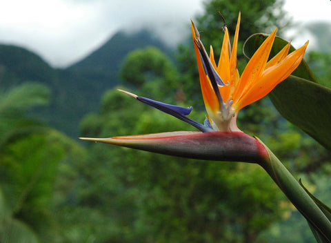 Buy Bird of Paradise Seeds - Strelitzia Nicolai Seeds