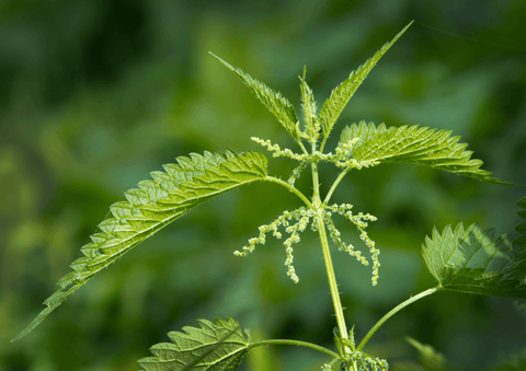 Nettle,plant,seeds,shop,garlic,buy,herb,seeds,gardening,seed,plants,how,to,grow,herbal,medicine